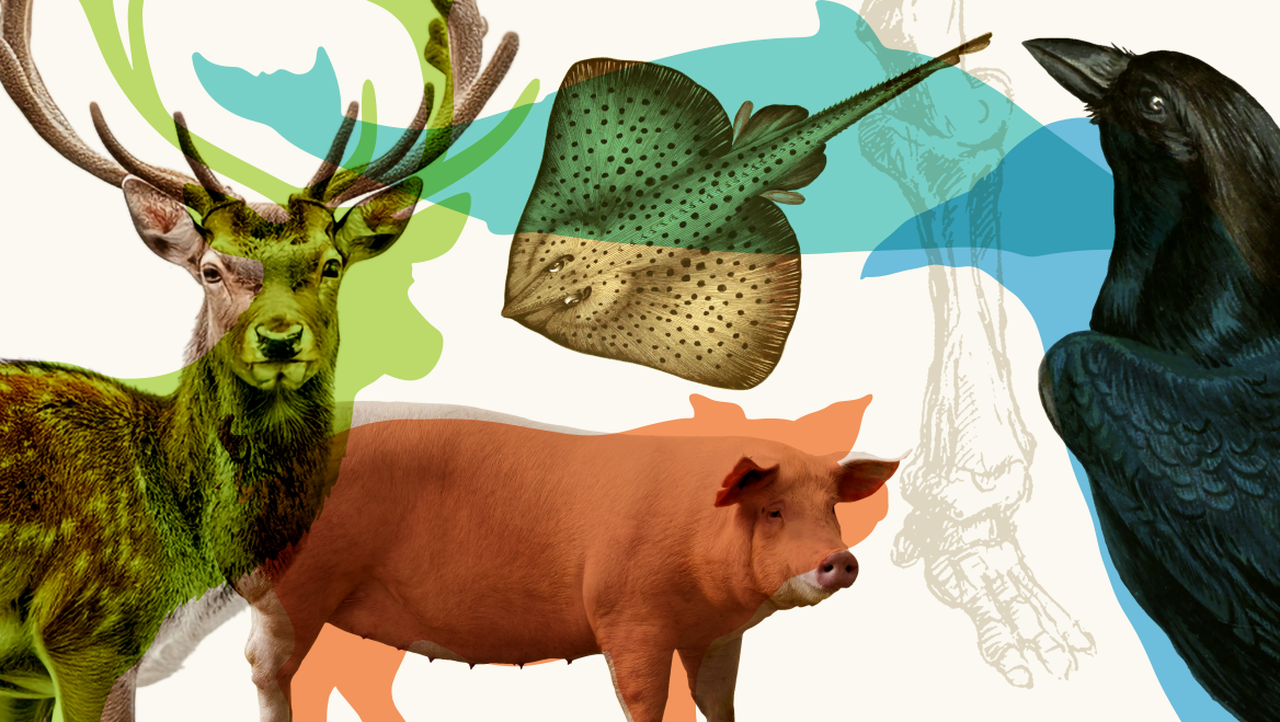 Um veado, porco, raia e corvo