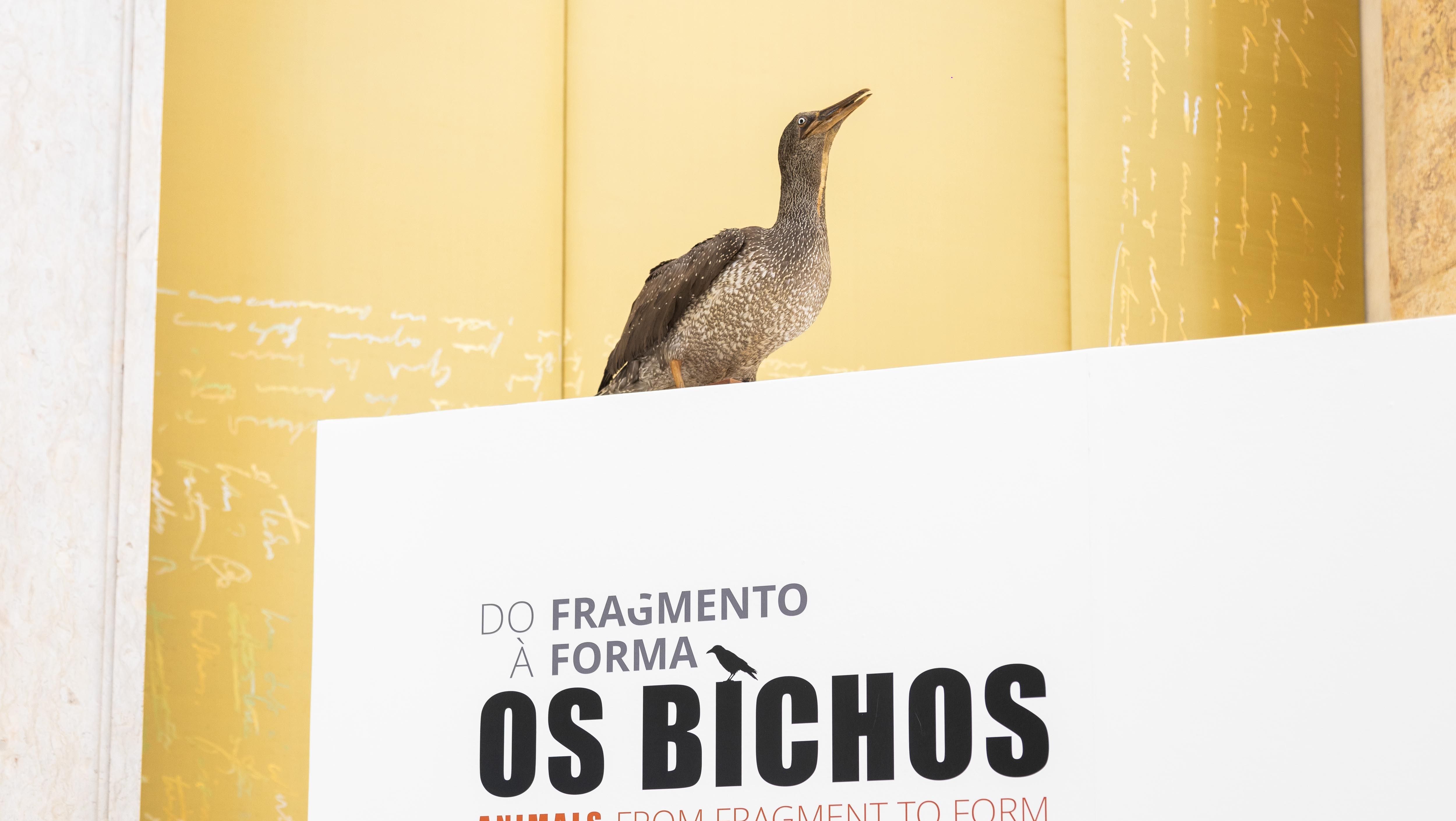 Os Bichos | Do Fragmento à Forma