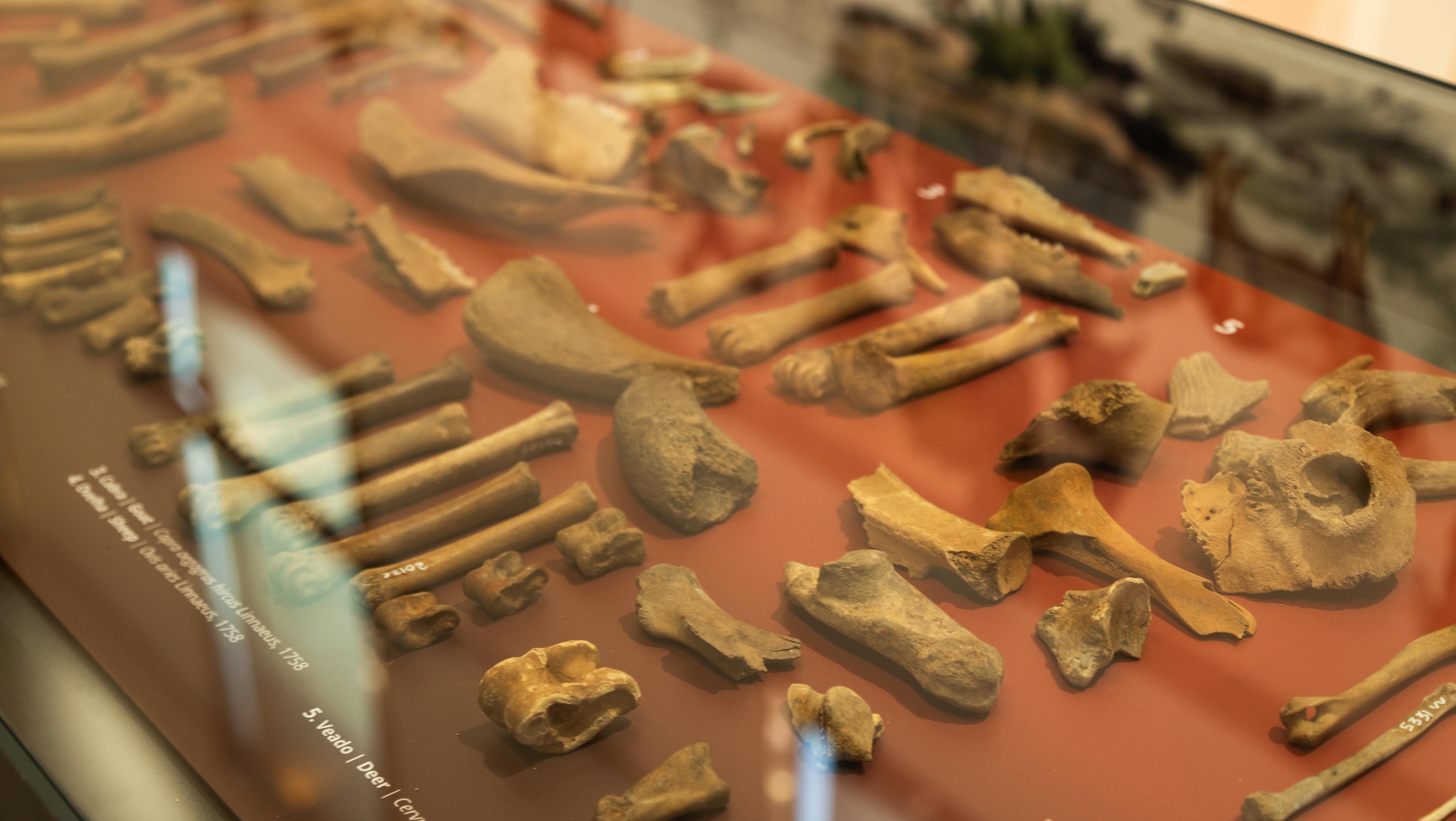 Ossos de animais dentro de vitrine