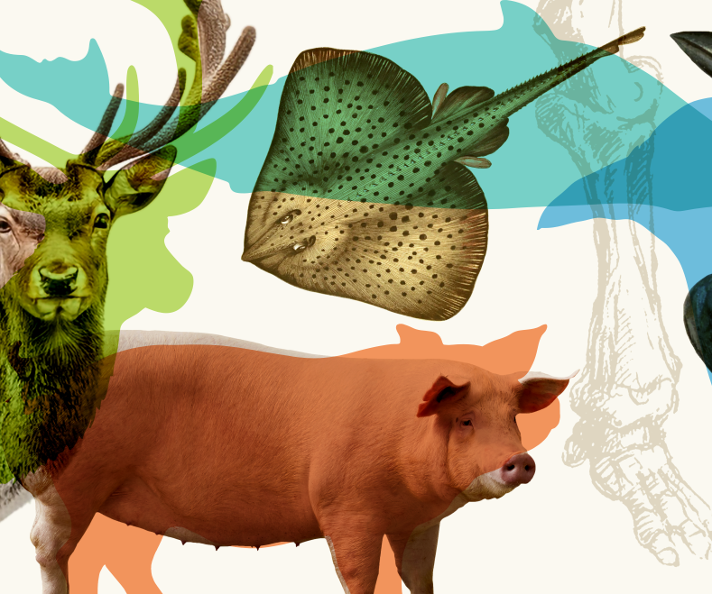 Um veado, porco, raia e corvo