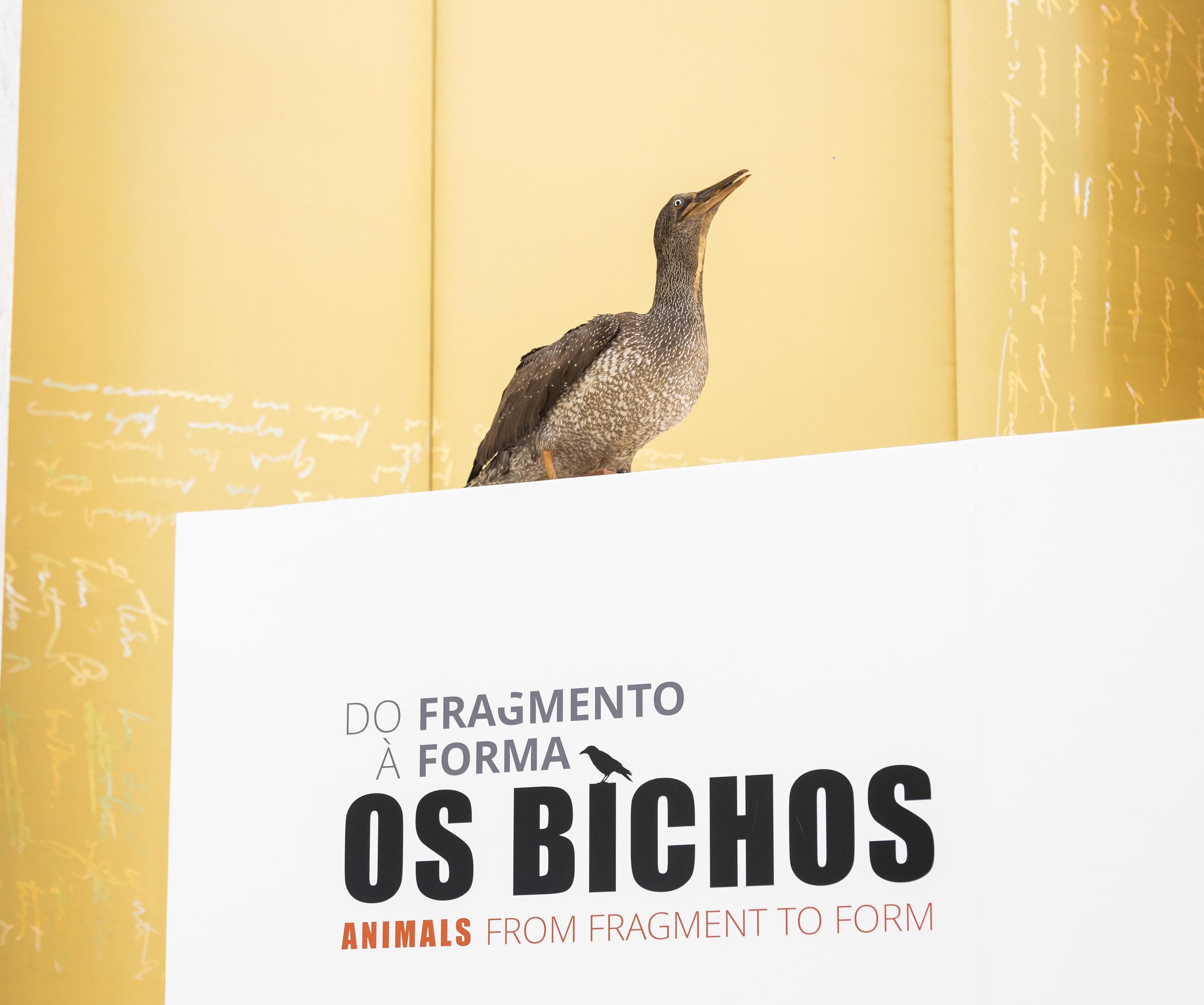 Os Bichos | Do Fragmento à Forma